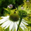 Echinacea purpurea 'Baby White Swan'